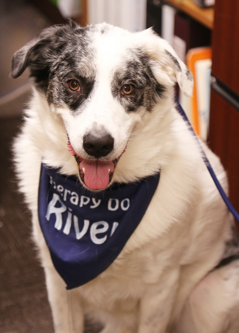 Baxter the Therapy Dog